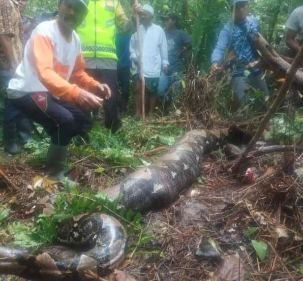 ইন্দোনেশিয়ায় জীবন্ত নারীকে গিলে ফেলল অজগর