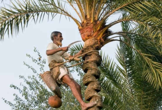 গোটা বাংলাদেশ এখন নিপাহ ভাইরাসের ঝুঁকিতে