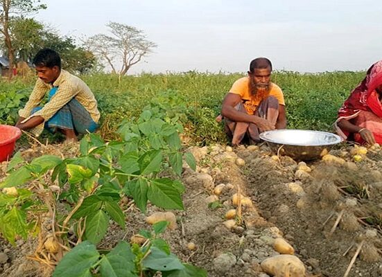 জাপানে আলু রপ্তানির অপার সম্ভাবনা