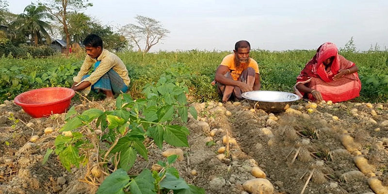 জাপানে আলু রপ্তানির অপার সম্ভাবনা