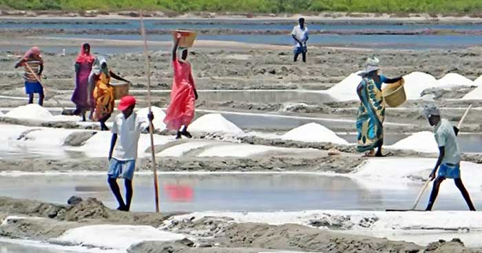 দেশে লবণ উৎপাদন ৬২ বছরের মধ্যে সর্বোচ্চ