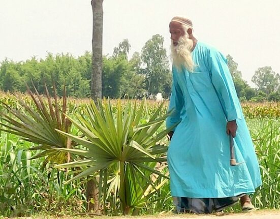 পল্লি চিকিৎসক খোরশেদ ১০ বছরে ৫২ হাজার তালগাছ লাগিয়েছেন