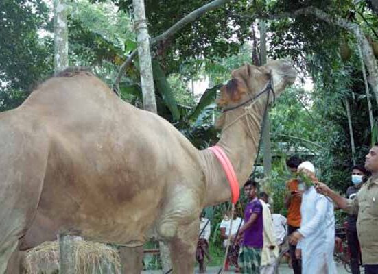 কুরবানির ১০ দিন আগে যেসব কাজ করা সুন্নাত