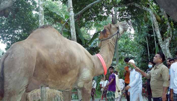 কুরবানির ১০ দিন আগে যেসব কাজ করা সুন্নাত