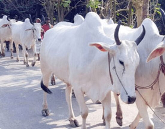 গরু ও গরুর মাংস আমদানির বিষয়ে নির্দেশনা চেয়ে রিট