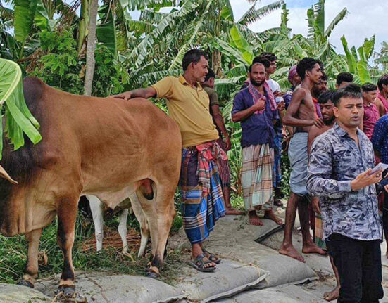 পদ্মায় ৪৮টি গরু নিয়ে ট্রলার ডুবি