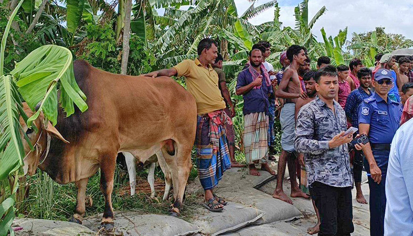 পদ্মায় ৪৮টি গরু নিয়ে ট্রলার ডুবি