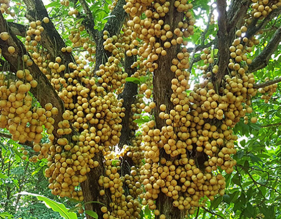 বাংলাদেশী ফল লটকনঃ অনেক উপকারী