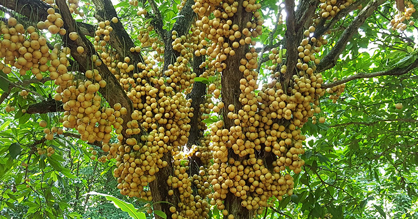 বাংলাদেশী ফল লটকনঃ অনেক উপকারী