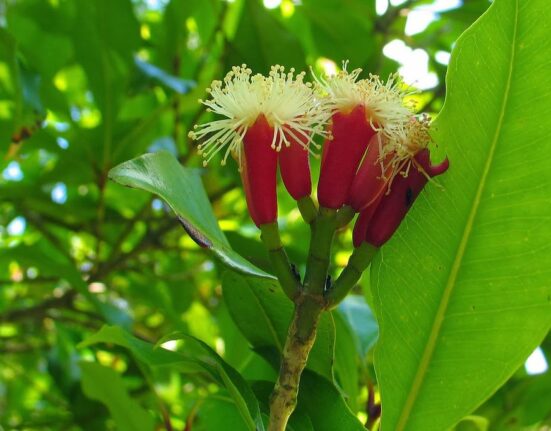 লবঙ্গের পুষ্টিগুণ উপকারিতা