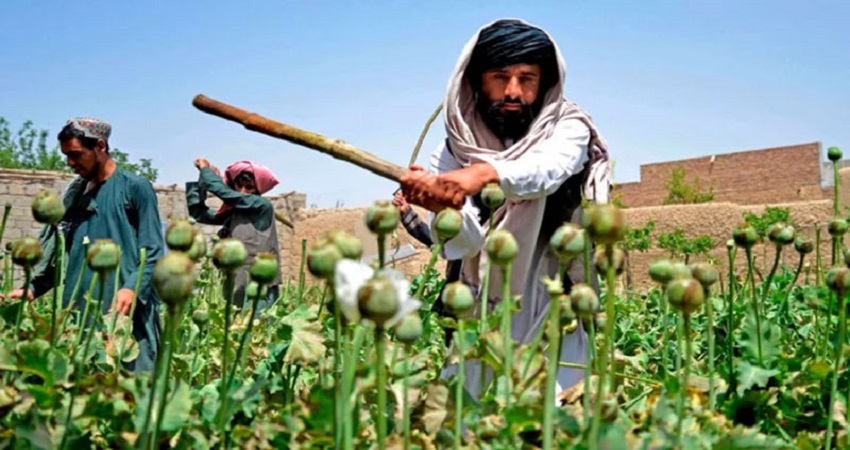 তালেবানদের কঠোর প্রচেষ্টায় আফগানিস্তানে আফিম উৎপাদন ৯৫ শতাংশ কমেছে: জাতিসংঘ