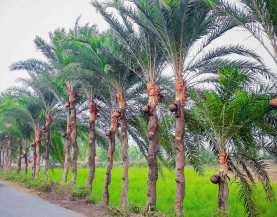 খেজুর রসঃ এক অনন্য স্বাদের শক্তিশালী পানীয়