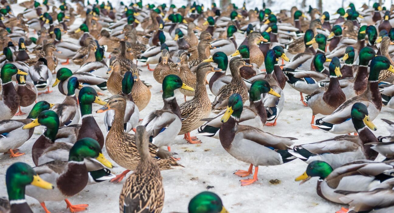 নিউইয়র্কে Bird flu শনাক্ত হওয়ায় ১ লাখেও বেশি হাঁস মেরে ফেলার সিদ্ধান্ত