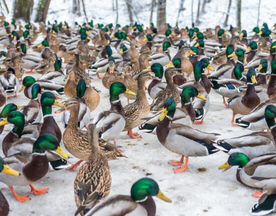 নিউইয়র্কে Bird flu শনাক্ত হওয়ায় ১ লাখেও বেশি হাঁস মেরে ফেলার সিদ্ধান্ত